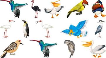 Different kinds of birds collection vector