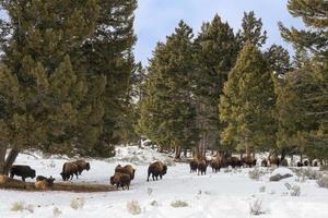 manada de bisontes americanos, parque nacional de yellowstone. escena de invierno foto