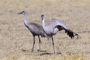 Migrating Greater Sandhill Cranes in Monte Vista, Colorado photo