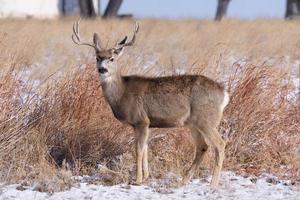 fauna colorada ciervos salvajes en las altas llanuras de colorado. macho de venado bura. foto