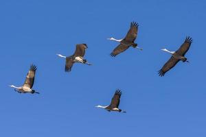 Migrating Greater Sandhill Cranes in Monte Vista, Colorado photo