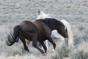 Wild Mustang Horses in Colorado photo