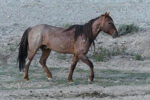 Wild Mustang Horses in Colorado photo