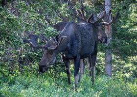 Moose in the Colorado Rocky Mountains
