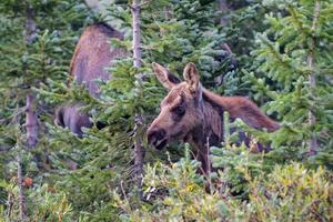 Moose in the Colorado Rocky Mountains photo