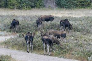 Moose in the Colorado Rocky Mountains photo