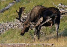 alces en las montañas rocosas de colorado foto