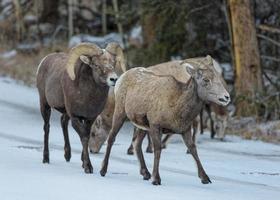 Colorado Rocky Mountain Bighorn Sheep photo