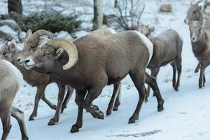 borrego cimarrón de las montañas rocosas de colorado foto