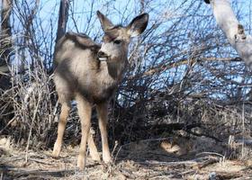 Colorado Wildlife. Wild Deer on the High Plains of Colorado. Young mule deer doe in brush