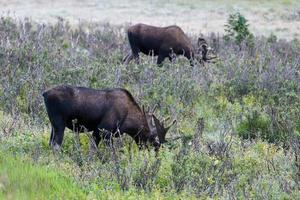 Moose in the Colorado Rocky Mountains photo