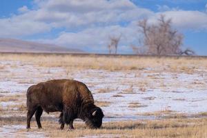 bisonte toro americano en las altas llanuras de colorado. foto