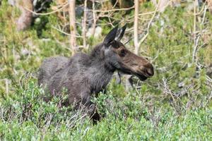 Shiras Moose in the Rocky Mountains of Colorado photo