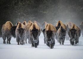 manada de bisontes americanos, parque nacional de yellowstone. escena de invierno foto