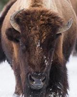 North American Wildlife. American Bison head shot in winter snow.