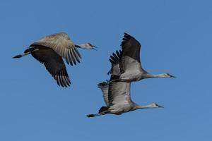 Migrating Greater Sandhill Cranes in Monte Vista, Colorado photo