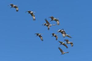 Migrating Greater Sandhill Cranes in Monte Vista, Colorado photo