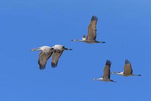 Migrating Greater Sandhill Cranes in Monte Vista, Colorado photo