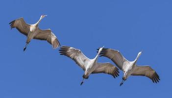 Migrating Greater Sandhill Cranes in Monte Vista, Colorado photo