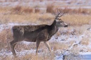 dólar de venado bura en la nieve. fauna colorada ciervo salvaje en las altas llanuras de colorado foto