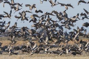 Sandhill Crane Blastoff. Migrating Greater Sandhill Cranes in Monte Vista, Colorado photo