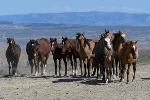 Wild Mustang Horses in Colorado photo