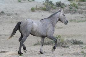 Wild Mustang Horses in Colorado photo