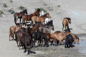 Wild Mustang Horses in Colorado photo