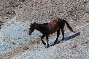 Wild Mustang Horses in Colorado photo