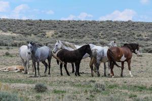 Wild Mustang Horses in Colorado photo