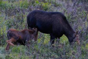 alces en las montañas rocosas de colorado foto