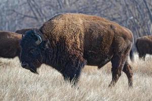 bisonte americano en las altas llanuras de colorado. búfalo toro en un campo de hierba. foto