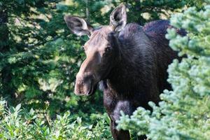 Moose in the Colorado Rocky Mountains photo