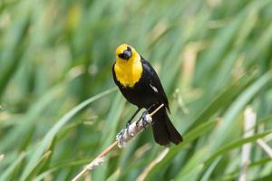 Yellow headed blackbird on a cat-tail. photo