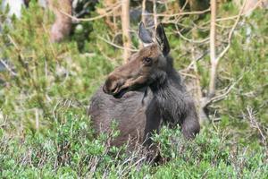 alces shiras en las montañas rocosas de colorado foto