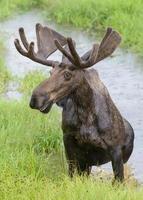 Shiras Moose in the Rocky Mountains of Colorado photo
