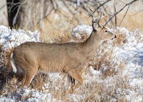 ciervo joven de cola blanca en la nieve. fauna colorada ciervo salvaje en las altas llanuras de colorado