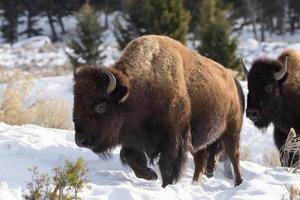 manada de bisontes americanos, parque nacional de yellowstone. escena de invierno foto