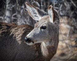 Colorado Wildlife. Wild Deer on the High Plains of Colorado. Mule deer doe portrait.