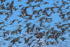 Migrating Greater Sandhill Cranes in Monte Vista, Colorado photo