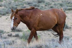 Wild Mustang Horses in Colorado photo