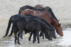 caballos mustang salvajes en colorado foto