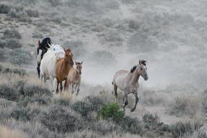 Wild Mustang Horses in Colorado photo