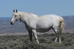 Wild Mustang Horses in Colorado photo