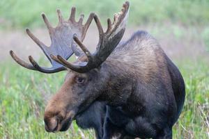 Moose in the Colorado Rocky Mountains photo
