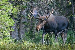 Moose in the Colorado Rocky Mountains photo