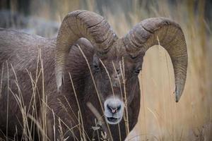 Colorado Rocky Mountain Bighorn Sheep photo