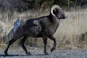 colorado montaña rocosa borrego cimarrón ram foto