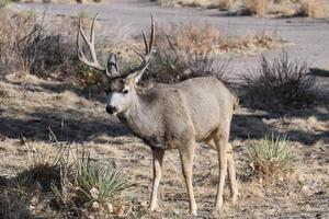 Colorado Wildlife. Wild Deer on the High Plains of Colorado. Mule Deer Buck. photo