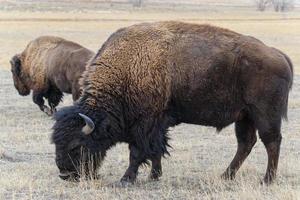 bisonte americano en las altas llanuras de colorado. bisonte toro. foto